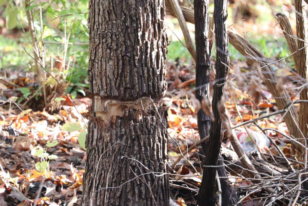 Example of Penn Power's Hack and Squirt destruction of large tree