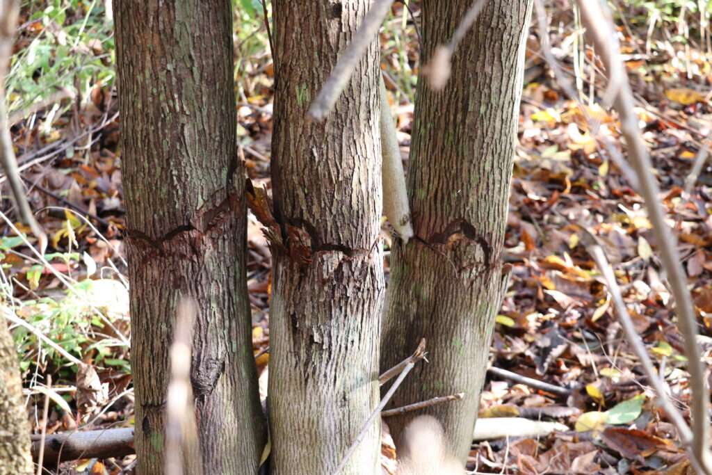 Example of Penn Power's Hack and Squirt destruction of large tree