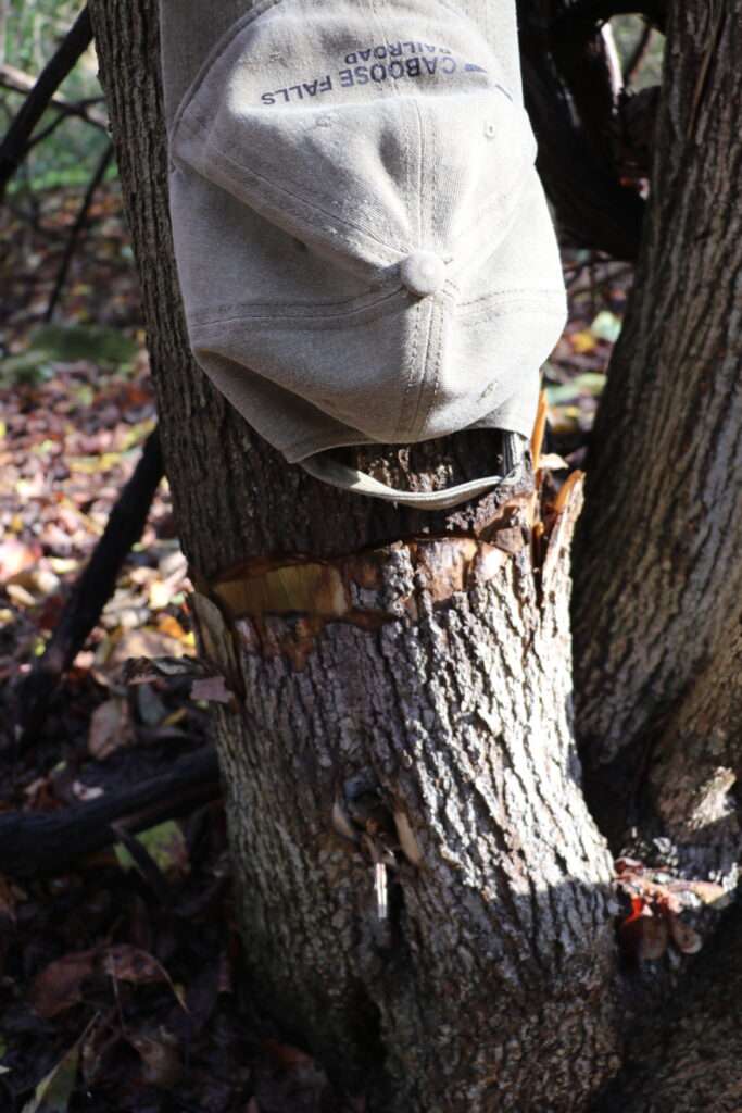 Example of Penn Power's Hack and Squirt destruction of large tree