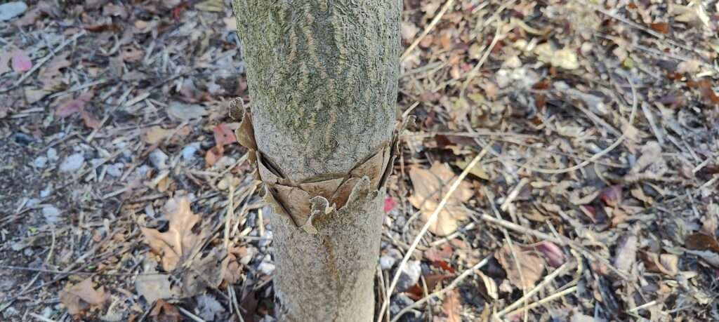 Example of the Hack and Squirt tactic used by Penn Power