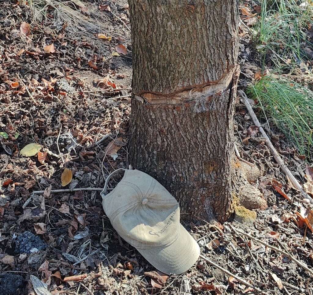 Example of Penn Power's Hack and Squirt destruction of large tree