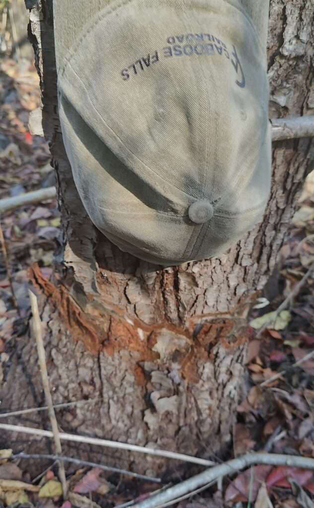 Example of Penn Power's Hack and Squirt destruction of large tree